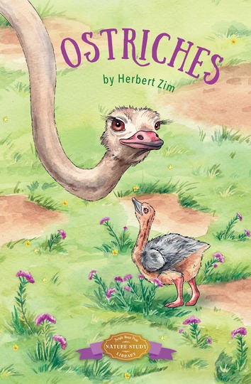 Ostriches