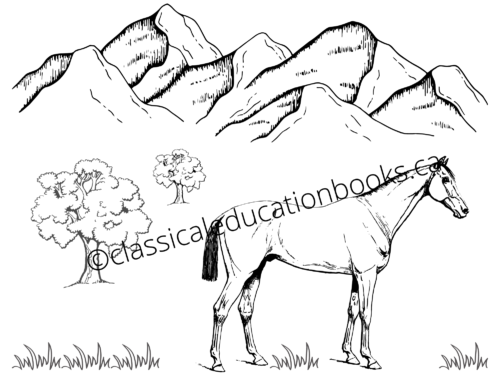 Horse Colouring