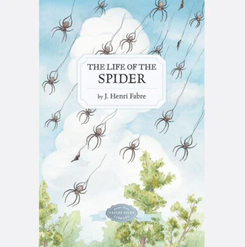 Life of the Spider